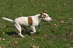 running Jack Russell Terrier