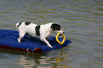 dog on airbed