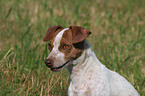 Jack Russell Terrier Portrait