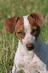 Jack Russell Terrier Portrait