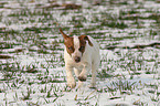 running Jack Russell Terrier