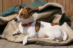 lying Jack Russell Terrier