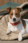 lying Jack Russell Terrier