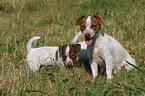 Jack Russell Terrier mother with puppy