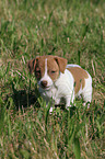 Jack Russell Terrier Puppy