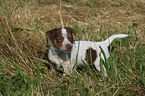 Jack Russell Terrier Puppy