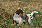 Jack Russell Terrier Puppy