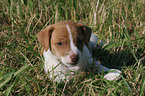 Jack Russell Terrier Puppy