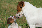 Jack Russell Terrier with puppy