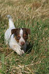 Jack Russell Terrier Puppy