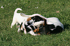 female Jack Russell Terrier with puppies