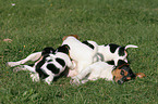 female Jack Russell Terrier with puppies