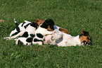 female Jack Russell Terrier with puppies