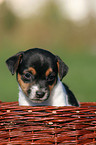 Jack Russell Terrier puppy in basket