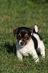 Jack Russell Terrier Puppy