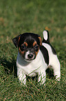 Jack Russell Terrier Puppy