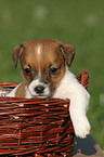 Jack Russell Terrier puppy in basket