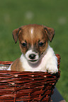 Jack Russell Terrier puppy in basket