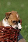 Jack Russell Terrier puppy in basket