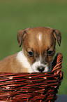 Jack Russell Terrier puppy in basket