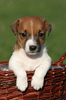 Jack Russell Terrier puppy in basket