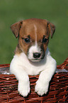 Jack Russell Terrier puppy in basket