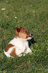 Jack Russell Terrier Puppy