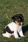 Jack Russell Terrier Puppy