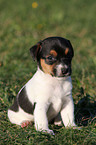 Jack Russell Terrier Puppy