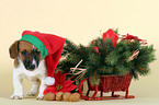 Jack Russell Terrier puppy on christmas