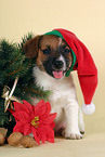 cute Jack Russell Terrier puppy on christmas