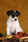 Jack Russell Terrier Puppy