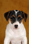 Jack Russell Terrier Puppy