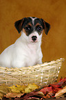 Jack Russell Terrier Puppy in basket