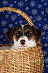 Jack Russell Terrier Puppy in basket