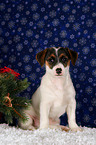 Jack Russell Terrier Puppy