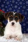 Jack Russell Terrier Puppy