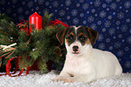 Jack Russell Terrier Puppy at christmas