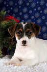 Jack Russell Terrier Puppy at christmas