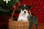 Jack Russell Terrier puppy in basket