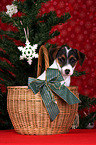 Jack Russell Terrier puppy in basket