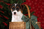 Jack Russell Terrier puppy in basket