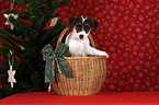 Jack Russell Terrier puppy in basket