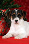 Jack Russell Terrier puppy under christmastree