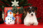 Jack Russell Terrier puppy under christmastree