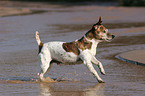 running Jack Russell Terrier