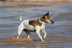 running Jack Russell Terrier