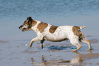 running Jack Russell Terrier