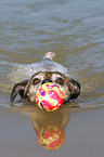 swimming Jack Russell Terrier