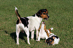 playing Jack Russell Terrier